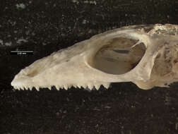 Image of Ctenosaura