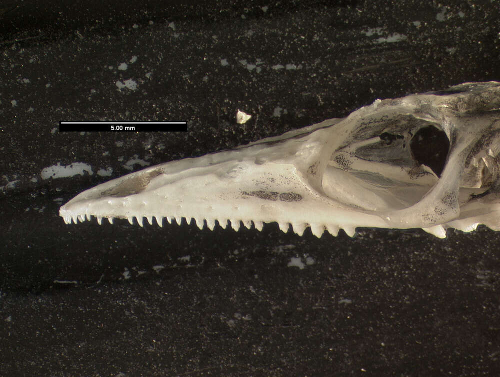 Image of Elapognathus Boulenger 1896