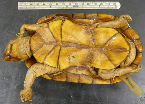 Image of Mexican Mud Turtle