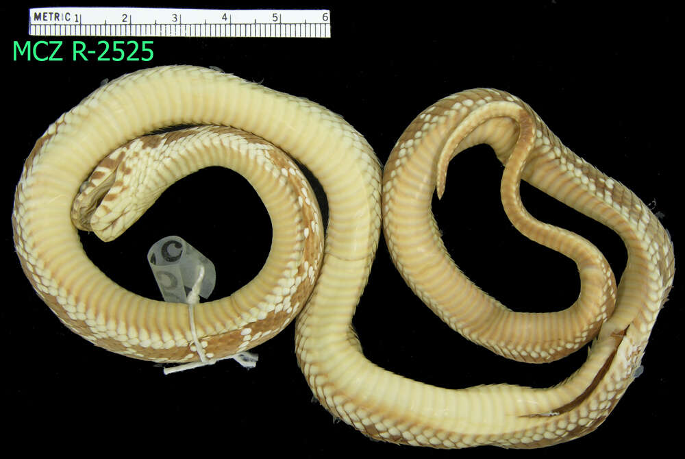 Image of elapid snakes