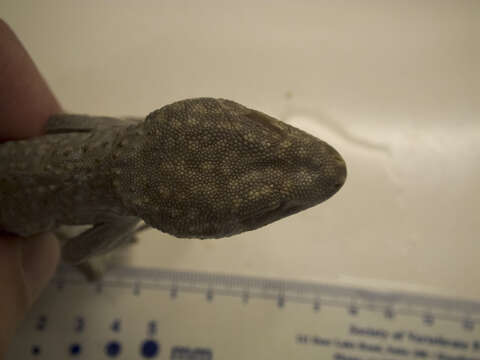 Image of Tokay Gecko