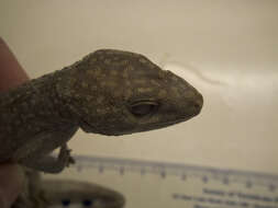 Imagem de Gekko gecko (Linnaeus 1758)