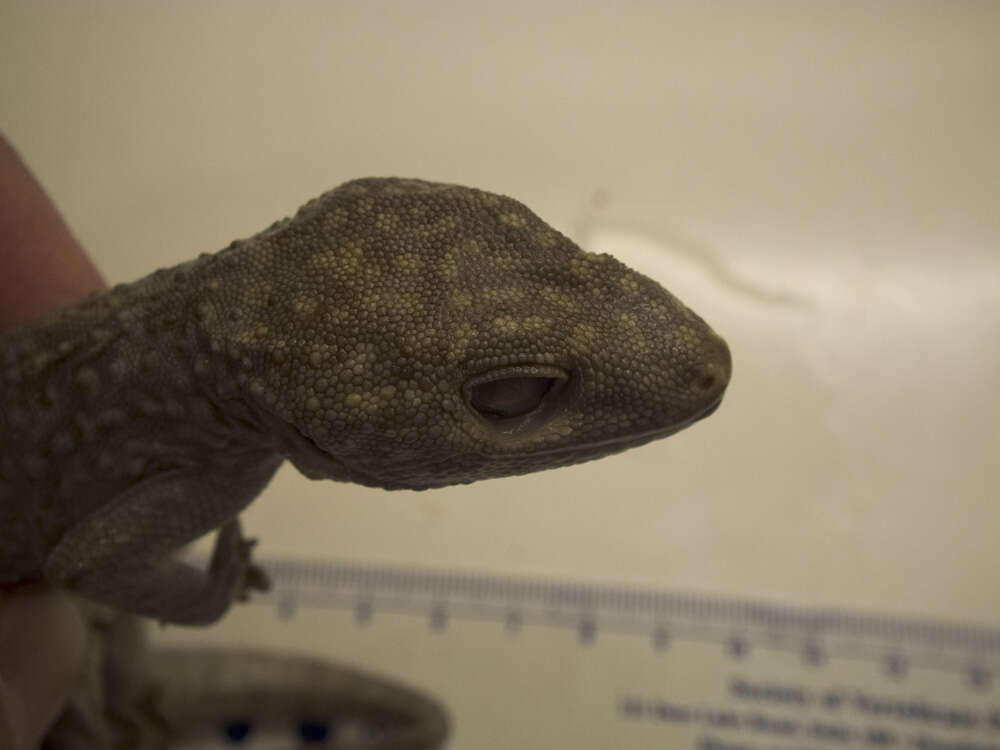Image of Tokay Gecko