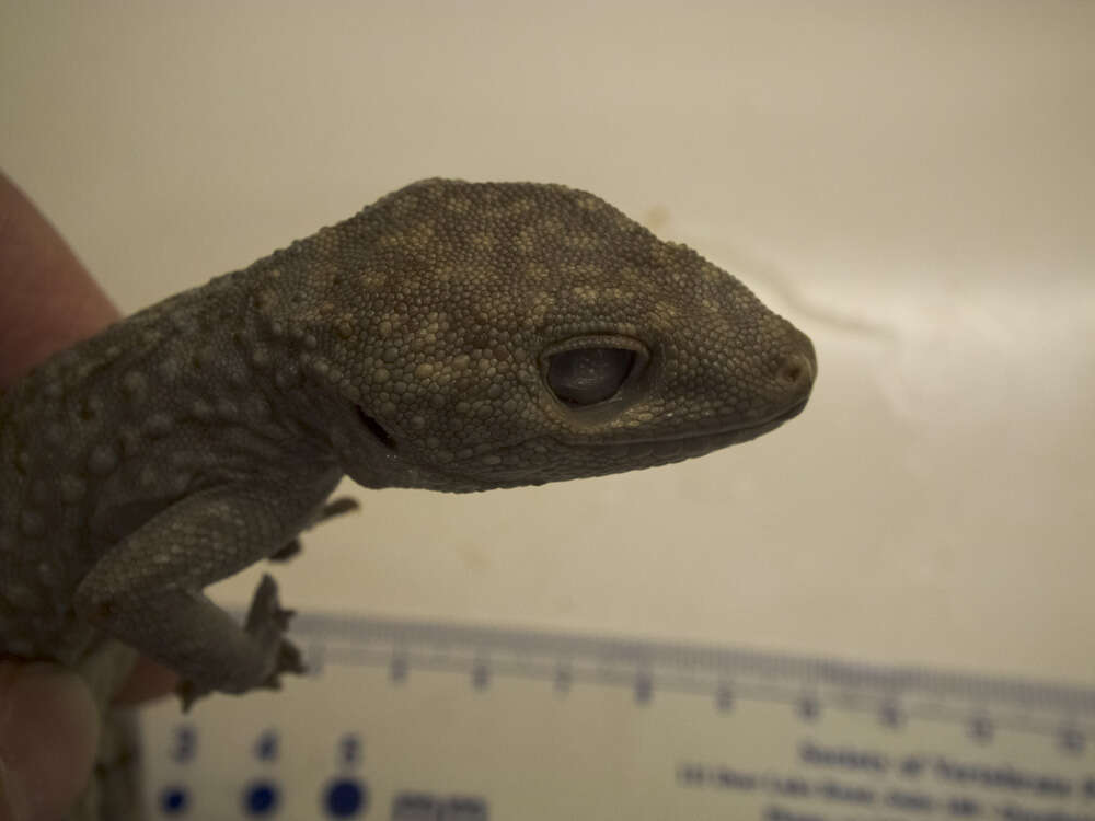 Image of Tokay Gecko