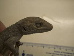 Image of Tokay Gecko