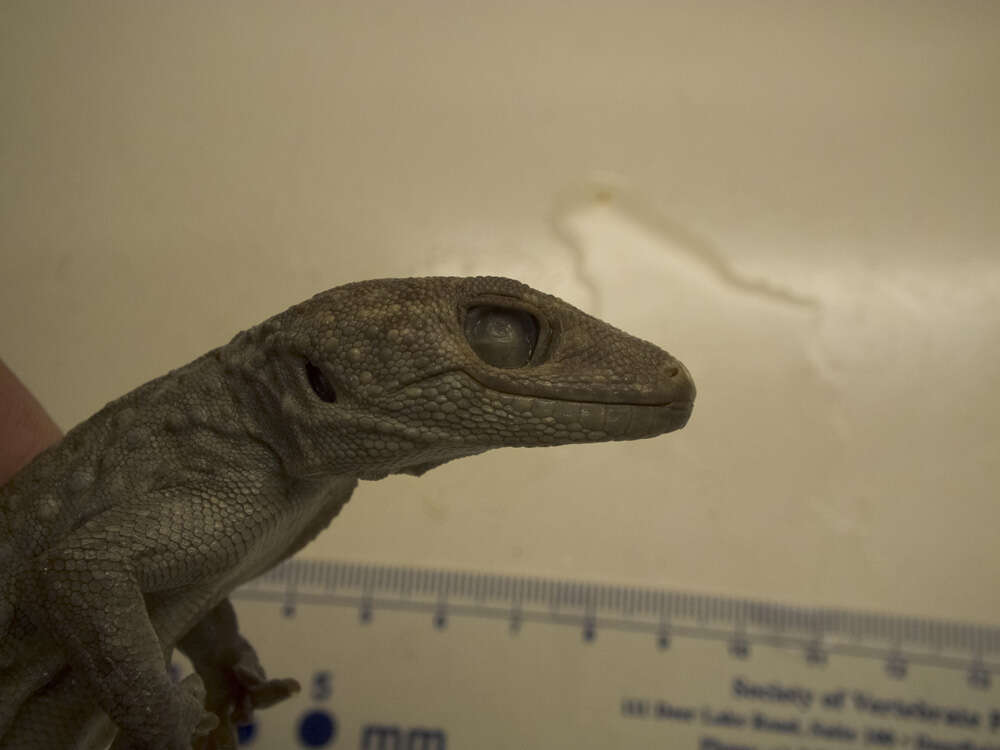 Image of Tokay Gecko