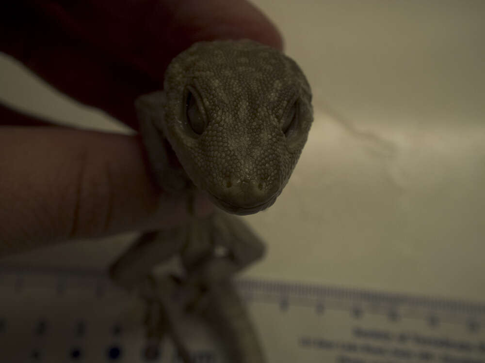 Imagem de Gekko gecko (Linnaeus 1758)