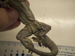 Image of Tokay Gecko