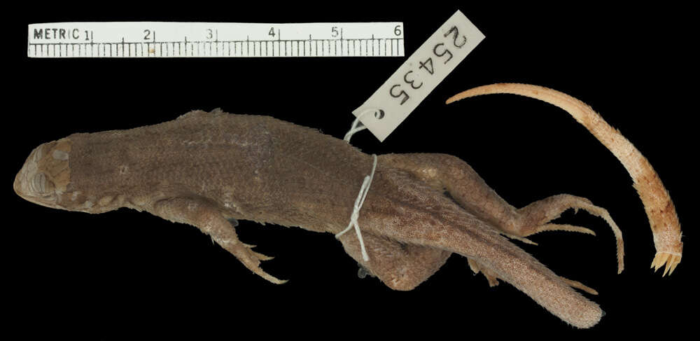 Image of Cochran's Curlytail Lizard