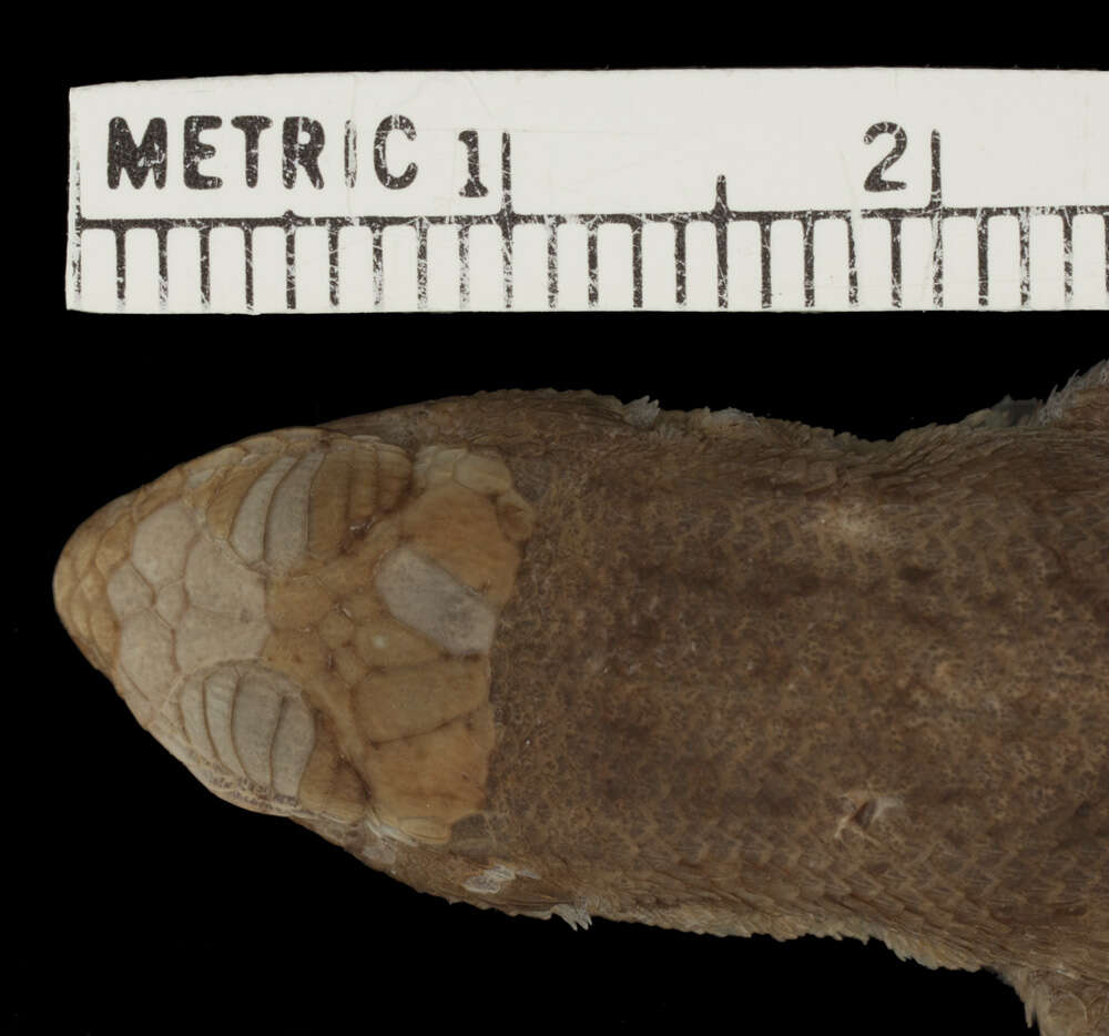 Image of Cochran's Curlytail Lizard