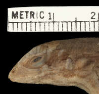 Image of Cochran's Curlytail Lizard