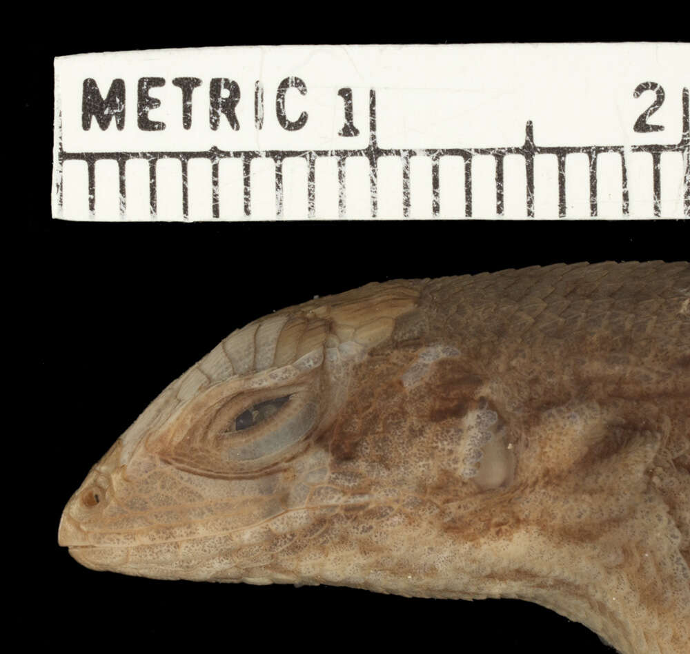 Image of Cochran's Curlytail Lizard