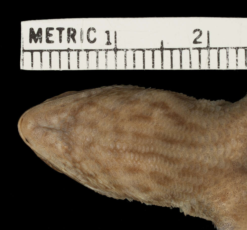 Image of Cochran's Curlytail Lizard