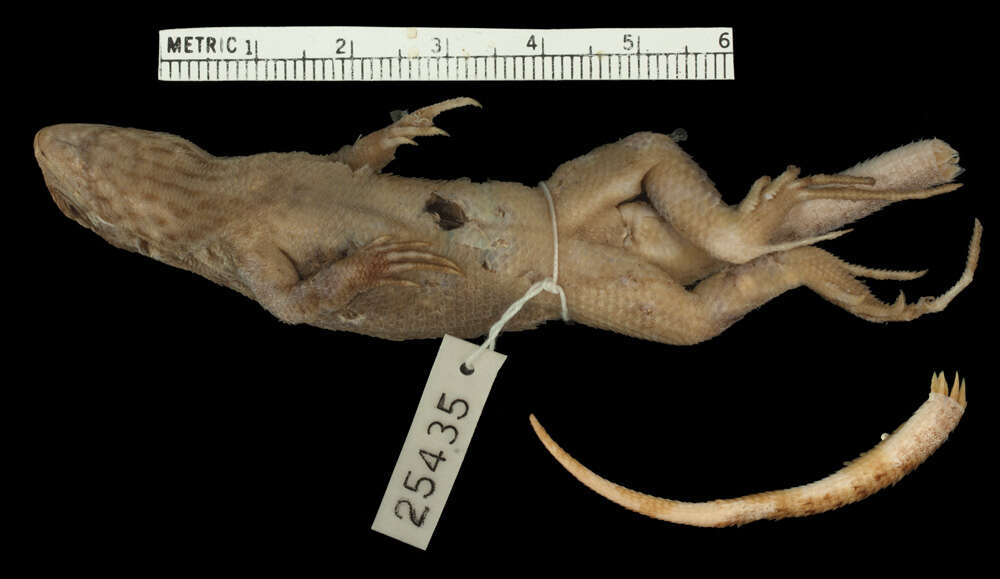 Image of Cochran's Curlytail Lizard