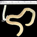 Image of Gonave worm lizard