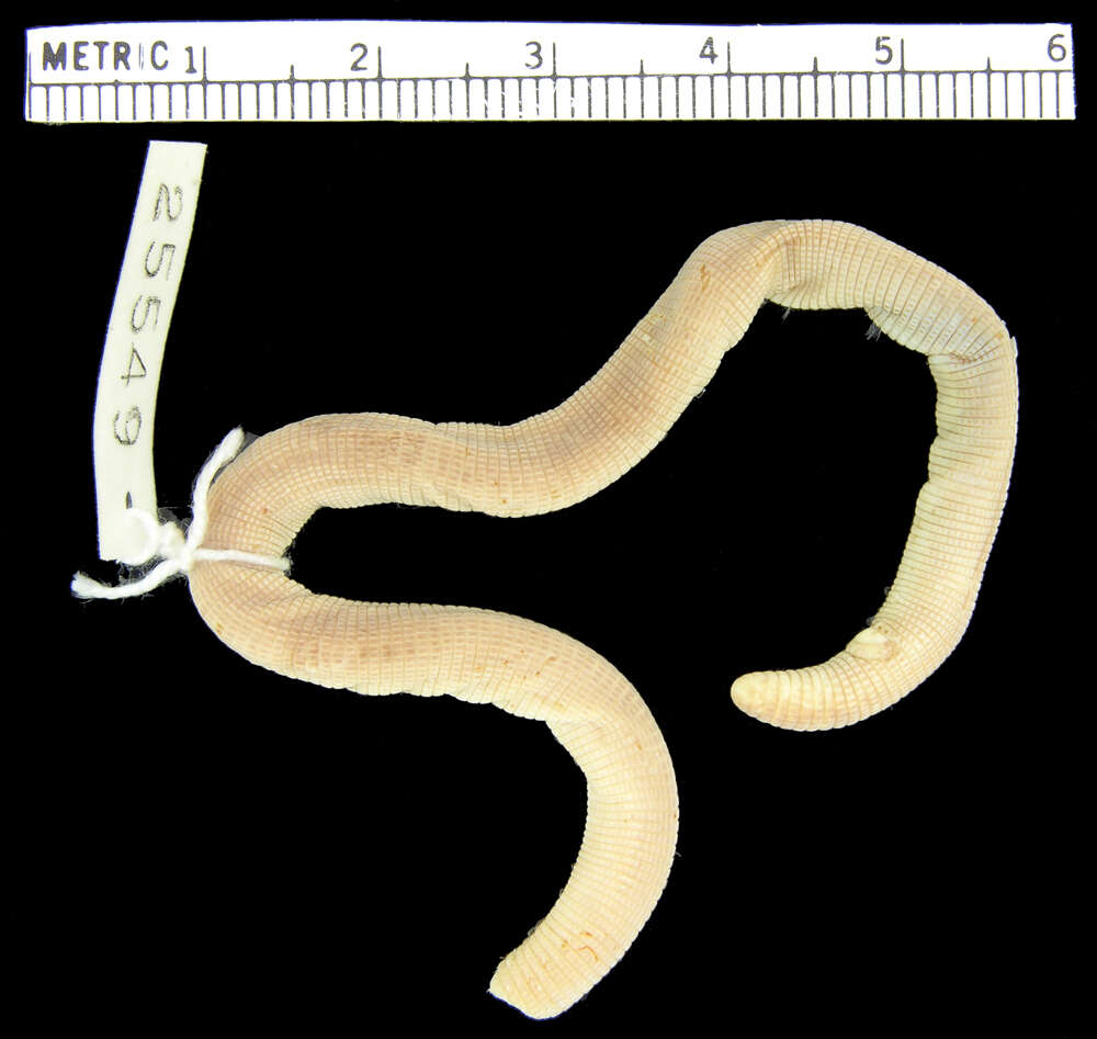 Image of Gonave worm lizard