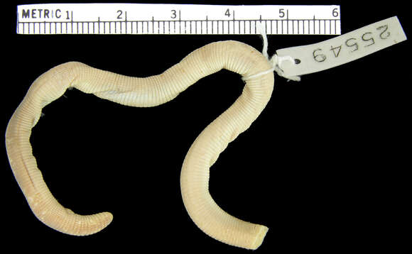 Image of Gonave worm lizard