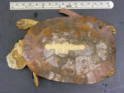 Image of turtles