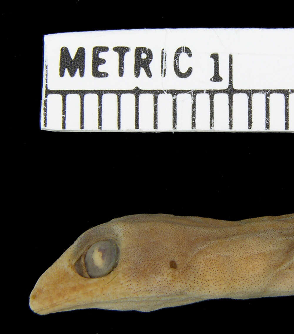 Image of Mindanao Scaly-toed Gecko
