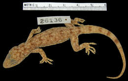 Image of Palawan Gecko