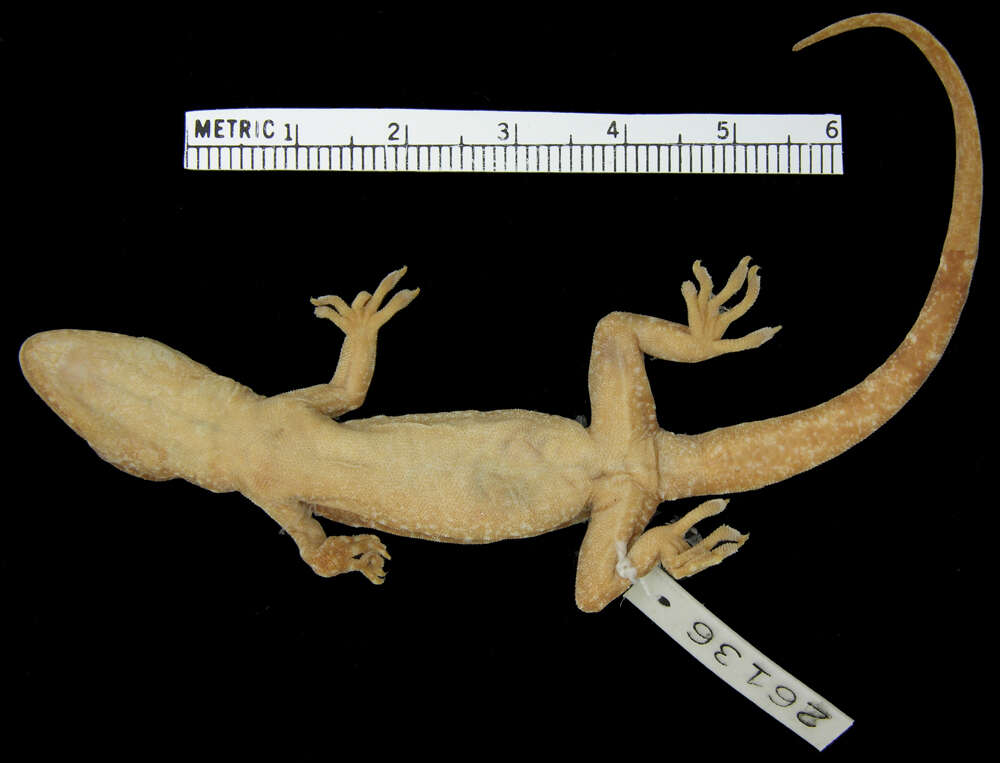 Image of Palawan Gecko