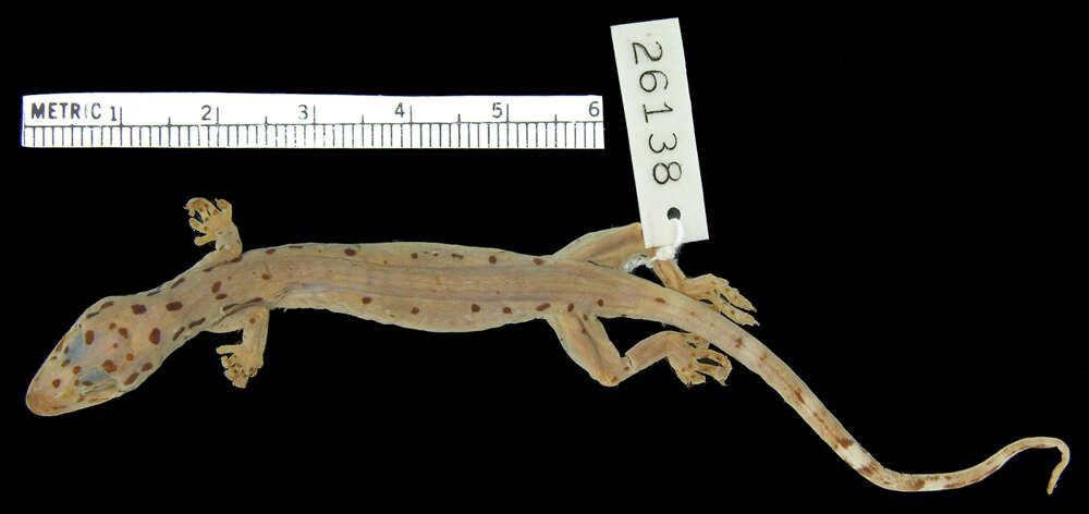 Image de Pseudogekko smaragdinus (Taylor 1922)