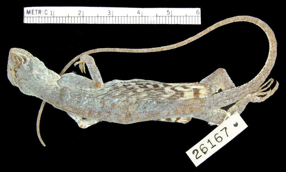 Image of Guenther's Flying Lizard