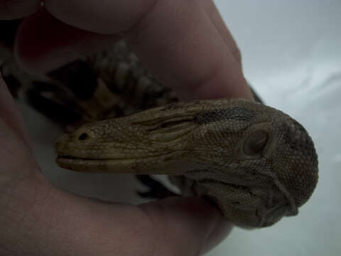 Image of Cuming’s water monitor