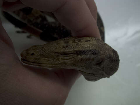 Image of Cuming’s water monitor