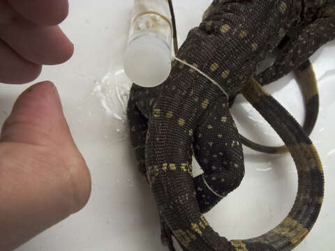 Image of Cuming’s water monitor