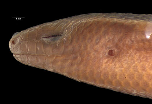 Image of Jens’ slender skink