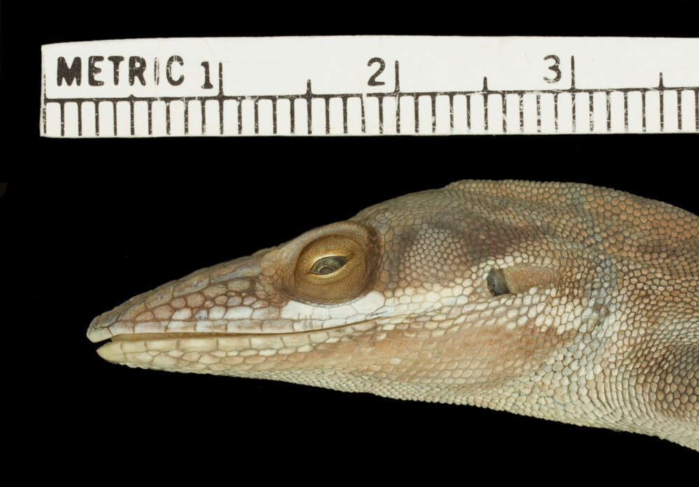 Image of Allison's Anole