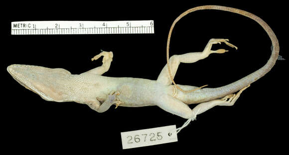 Image of Allison's Anole