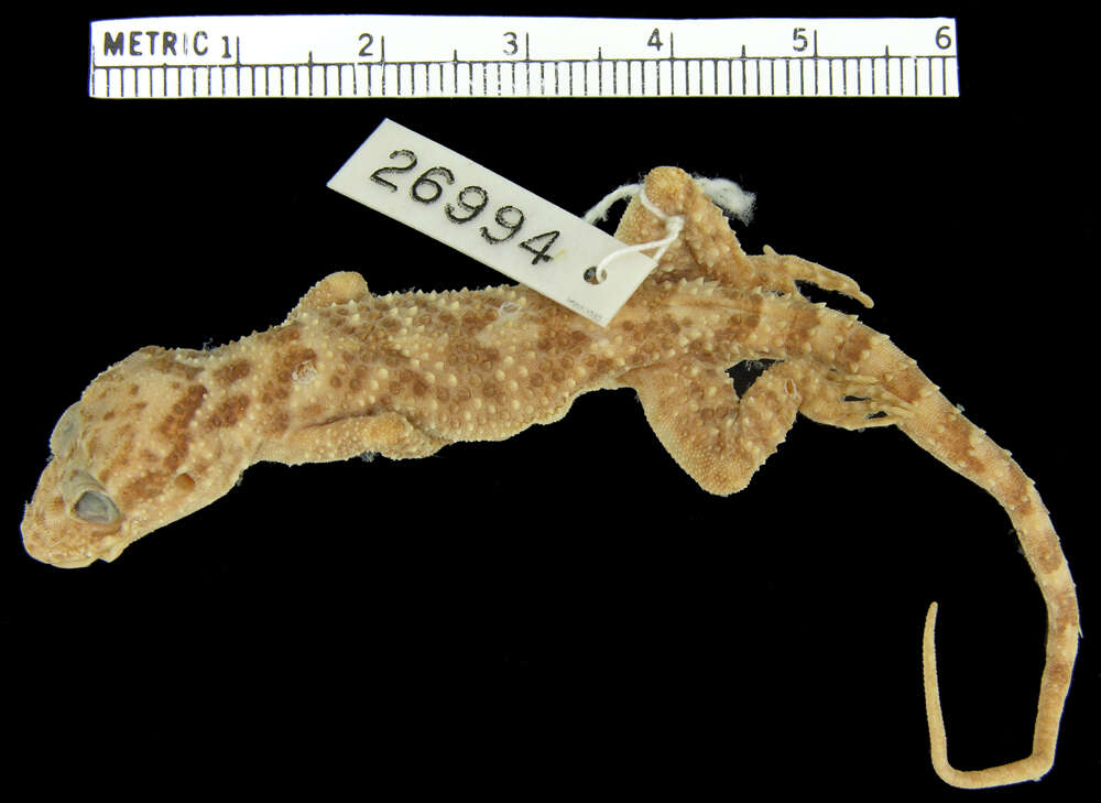 Image of Lepidosauromorpha