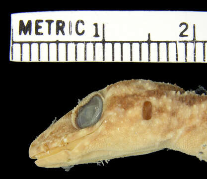 Image of Darmandville Bow-fingered Gecko