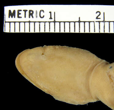 صورة Cyrtodactylus darmandvillei (Weber 1890)