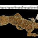 Image of Wetar Bow-fingered Gecko