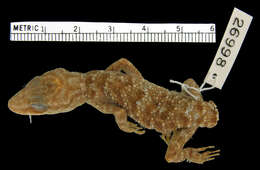 Image of Wetar Bow-fingered Gecko