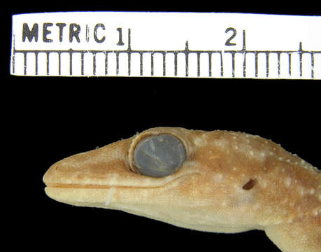 Image of Wetar Bow-fingered Gecko