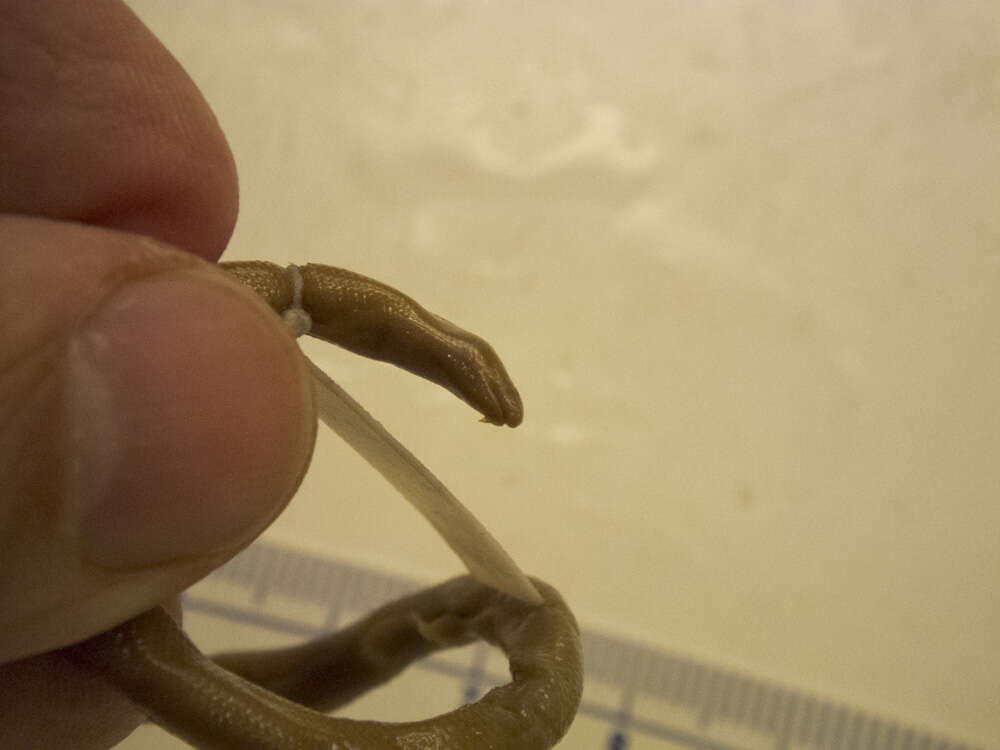 Image of Taylor's Blind Skink