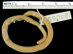 Image of Taylor's Blind Skink