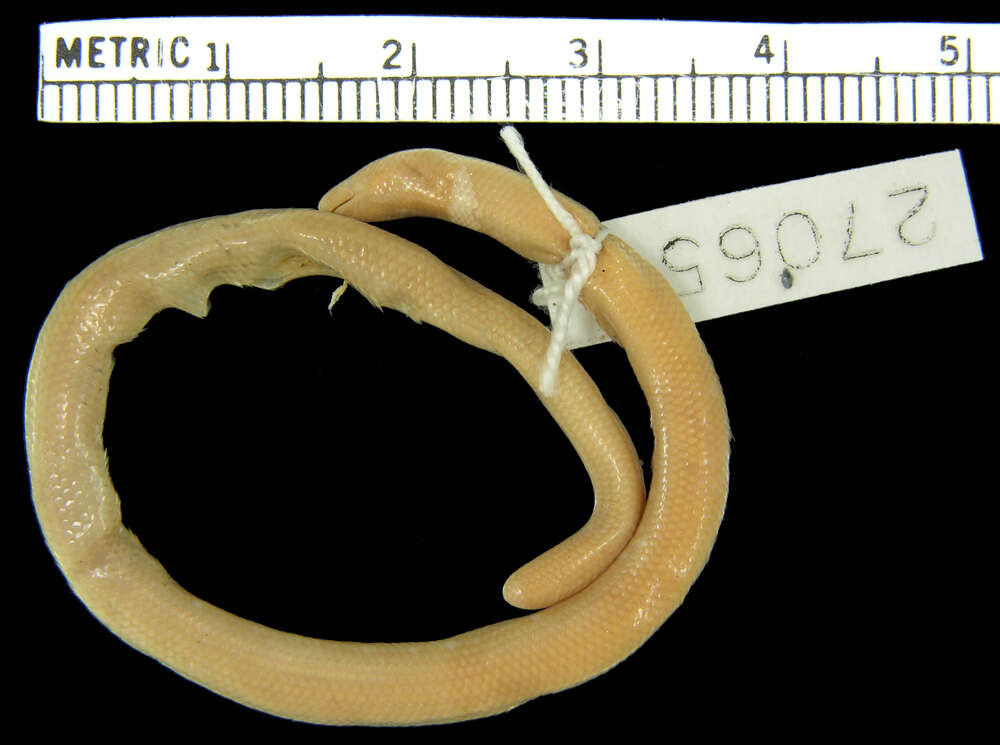 Image of Taylor's Blind Skink