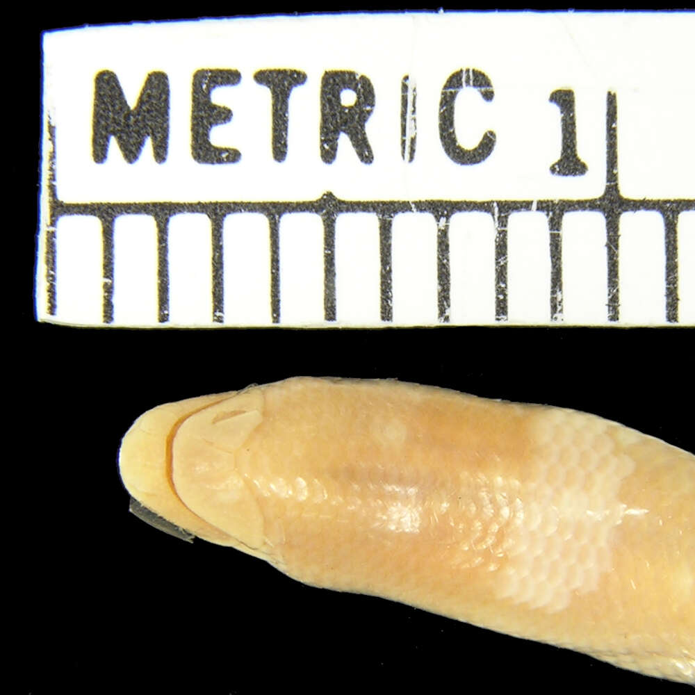 Image of Taylor's Blind Skink