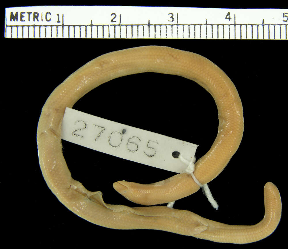 Image of Taylor's Blind Skink