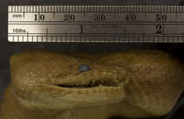 Image of Brown Rainbow Boa