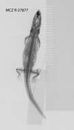 Image of Least Gecko