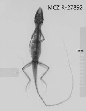 Image of Anolis unilobatus Köhler & Vesely 2010