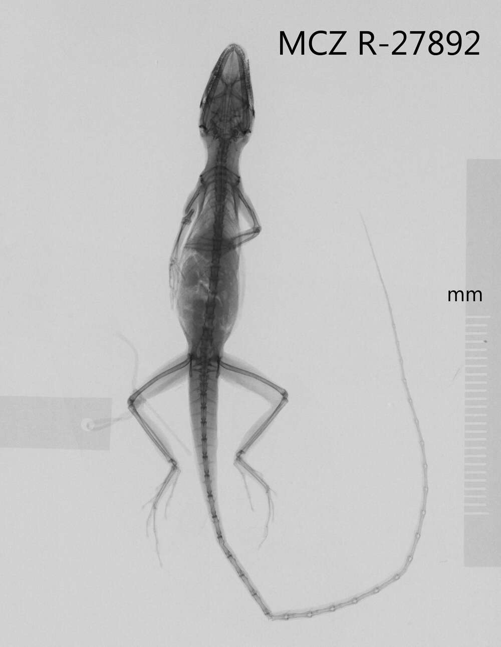 Imagem de Anolis unilobatus Köhler & Vesely 2010