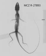 Image of Anolis unilobatus Köhler & Vesely 2010