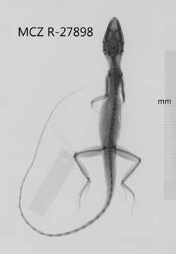 Image of Anolis unilobatus Köhler & Vesely 2010